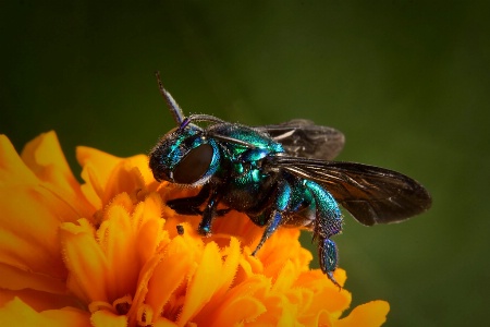 Blue Bottle Fly